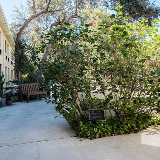 A serene garden path lined with lush greenery and a wooden bench under the sunlight.