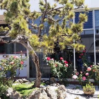 A serene garden featuring a bonsai-like tree, blooming roses, and decorative rocks.