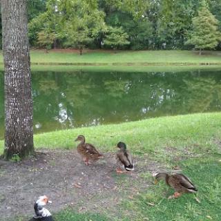 A serene park scene featuring ducks resting by a pond.