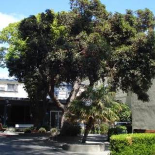 A large tree casting a shadow in front of a building on a sunny day.