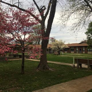 A serene park scene in spring, featuring flowering trees and a lush green lawn.
