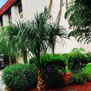 A well-maintained garden with a palm tree and various shrubs in front of a building.