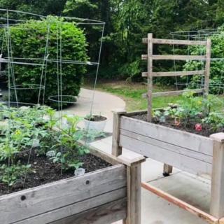 A backyard garden featuring raised beds with various vegetables and trellises for support.
