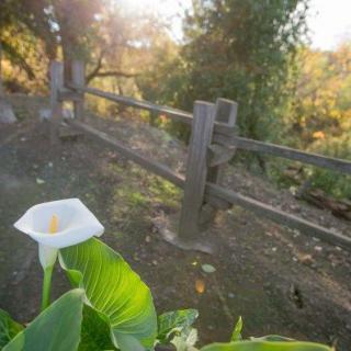 A serene outdoor scene featuring a white flower by a rustic wooden fence, with warm sunlight filtering through the trees.