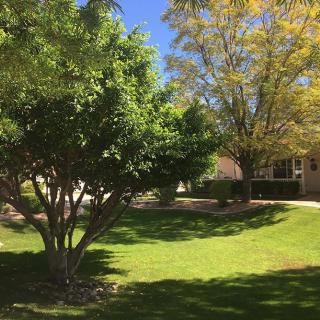 A sunny day in a well-maintained garden with lush green grass and trees.