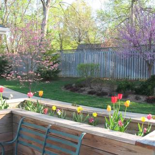 A spring garden view with colorful tulips and trees in bloom.
