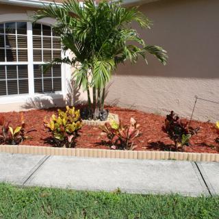 A landscaped garden with a palm tree, colorful shrubs, and mulch, bordered by brick edging.