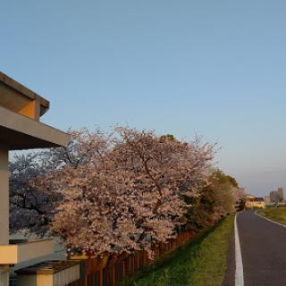 A serene spring afternoon with cherry blossoms in full bloom alongside a quiet road.