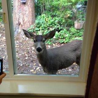 A curious deer peeks through the window from a garden.