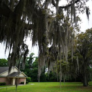 A serene view featuring trees draped in Spanish moss, set against a lush green lawn and a cozy home.