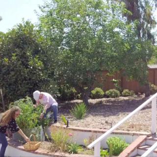 Two people gardening in a sunny backyard.