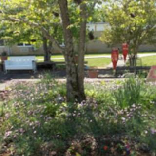 A tranquil garden scene with a variety of plants, trees, and a bench.