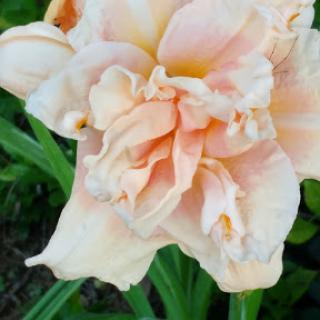 A beautiful peach-colored flower in full bloom, showcasing its delicate petals.