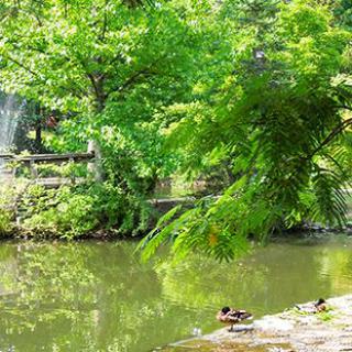 A peaceful pond surrounded by lush greenery with ducks swimming along the water's edge.