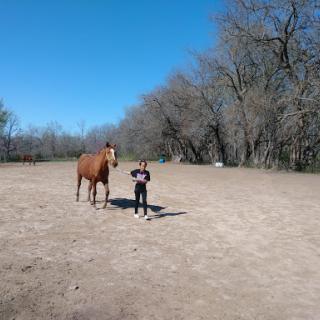 A person stands in an outdoor field with a horse on a clear day.
