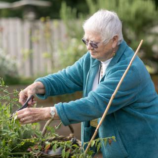 An elderly woman wearing a blue jacket is pruning plants in a garden.