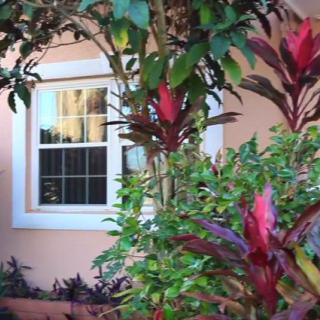 A view of a house window framed by lush foliage and vibrant plants in a garden.