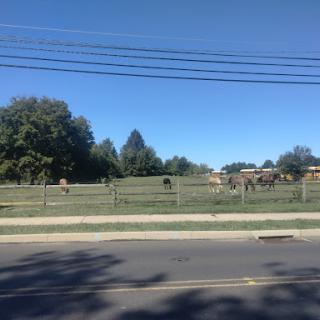 A peaceful scene of cattle grazing in a fenced pasture under a clear blue sky.
