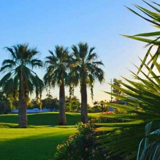 A sunny landscape featuring palm trees and lush greenery.