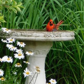 A vibrant red cardinal perched on a garden birdbath surrounded by lush greenery and white flowers.