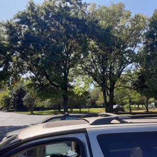 A serene view of trees and a parked car under a clear blue sky.
