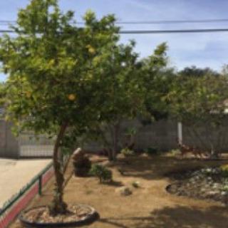 A backyard garden featuring a tree surrounded by sparse vegetation.