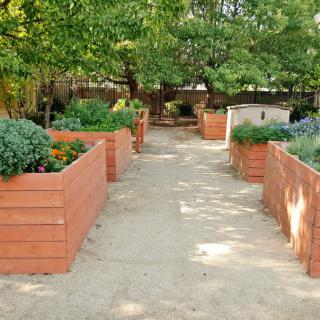 A serene vegetable garden with wooden raised beds along a sandy pathway.
