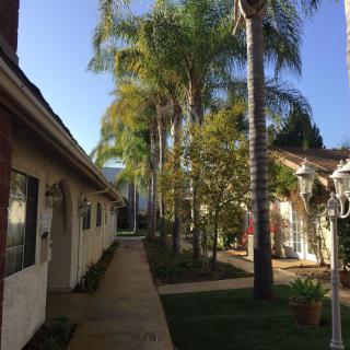 A sunny residential walkway lined with palm trees.