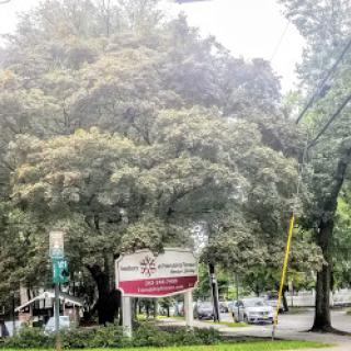 A large tree shading a street sign in an urban setting.