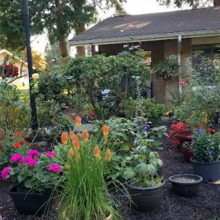A vibrant garden filled with various flowering plants and greenery, creating a serene outdoor space.