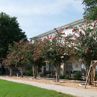 A sidewalk lined with flowering trees next to a building.