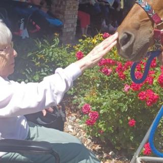 An elderly person in a wheelchair interacting with a horse outdoors, surrounded by vibrant flowers.