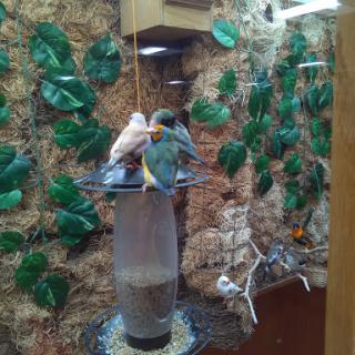 A vibrant display of pet birds enjoying their time in an aviary surrounded by greenery.