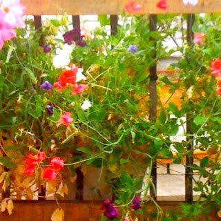 A vibrant garden with colorful flowers in full bloom.
