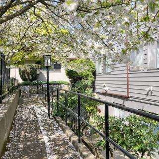 A scenic pathway covered with blooming cherry blossoms in a residential garden.