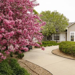 A charming pathway leads to a house, flanked by blooming pink trees and well-manicured lawns.