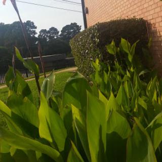 Lush greenery in a vibrant outdoor setting.