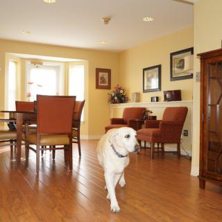 A cozy living room with a dog walking across the hardwood floor.