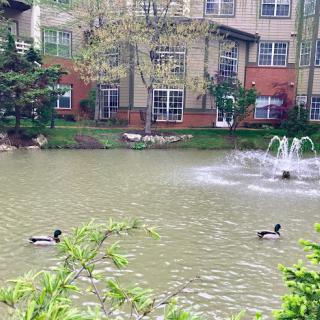 A serene pond with two ducks swimming near a fountain, surrounded by trees and a building in the background.