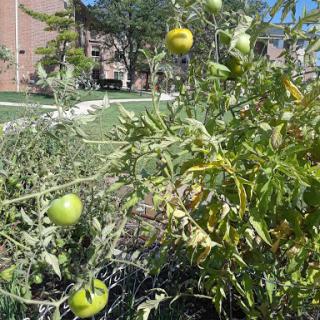 A close-up of green tomatoes growing on a plant in a sunny outdoor garden.