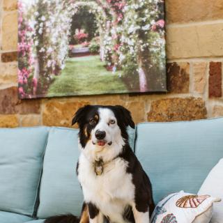 A dog sitting on a sofa in a cozy living room with wall art.