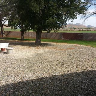 A tranquil outdoor scene featuring a tree, a bench, and surrounding gravel under a clear sky.