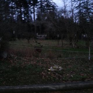 A dimly lit forest area with trees and vegetation.