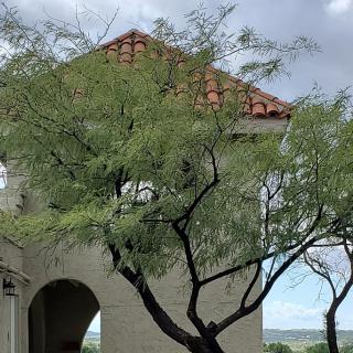 A tree in front of a building with a red-tiled roof under a cloudy sky.
