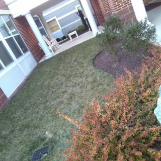 A small grassy lawn with shrubs located outside a building with brick walls.