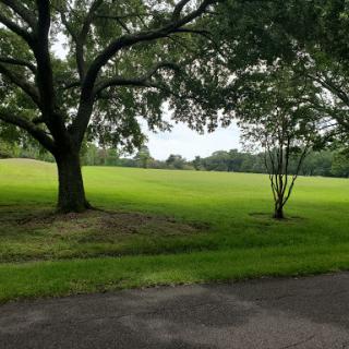 A serene view of a grassy field framed by lush trees.