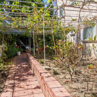 A sunny garden featuring a pathway lined with vines growing on a trellis.