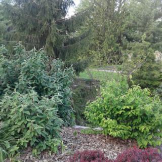 A serene view of lush greenery and diverse plant life in a garden.
