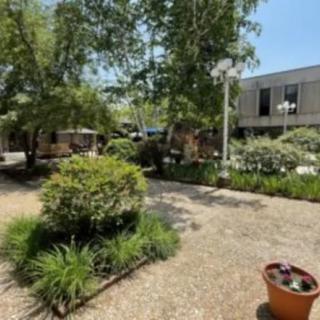 A tranquil garden area with trees, plants, and a clear pathway on a sunny day.