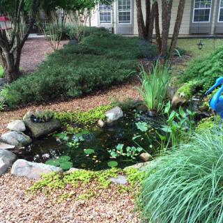 A serene garden pond surrounded by lush greenery and rocks.